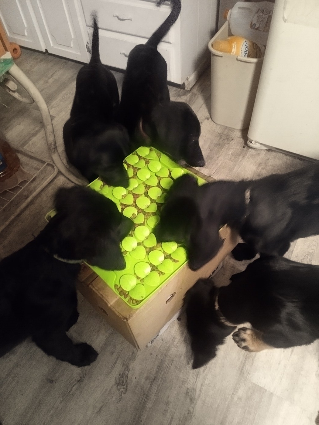 The litter having lunch