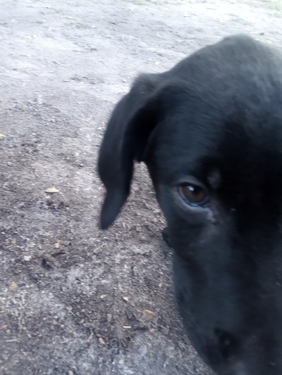 Junior