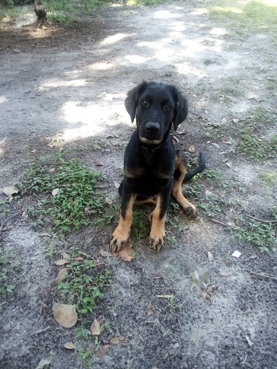 K9 Echo (Echo)
