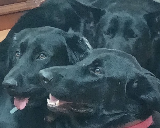 The Shepherd Pack