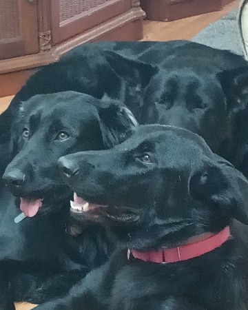 The Shepherd Pack